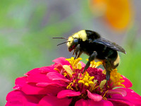 Bumble Bee on Zinia