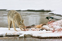 Coyotes Fighting & Eating On  Kill