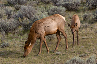 Cow Elk With Young Calf