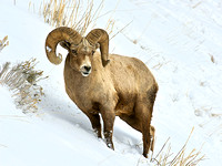 Big Horn Ram in Winter