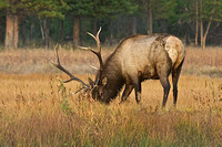 Bull Elk In the Fall