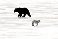 Coyotes and Bears