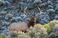 buggling Elk